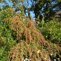 Cotoneaster pannosus (2)